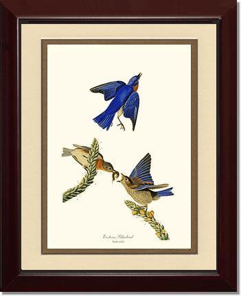 Bluebird, Eastern - Charting Nature