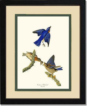 Bluebird, Eastern - Charting Nature