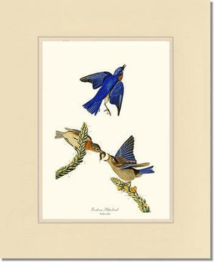 Bluebird, Eastern - Charting Nature