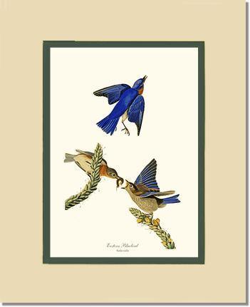 Bluebird, Eastern - Charting Nature