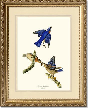 Bluebird, Eastern - Charting Nature