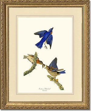 Bluebird, Eastern - Charting Nature