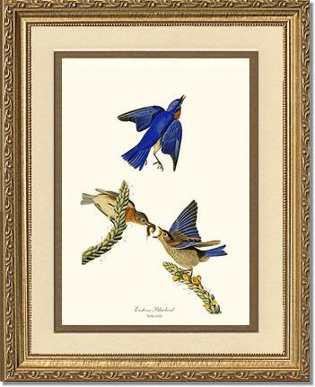 Bluebird, Eastern - Charting Nature