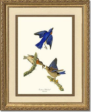Bluebird, Eastern - Charting Nature