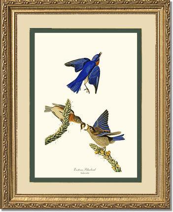 Bluebird, Eastern - Charting Nature
