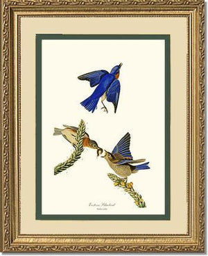 Bluebird, Eastern - Charting Nature