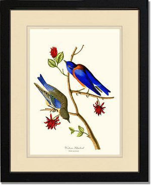 Bluebird, Western - Charting Nature