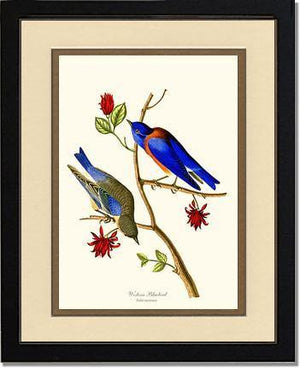 Bluebird, Western - Charting Nature