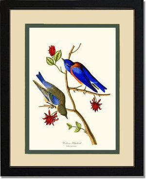 Bluebird, Western - Charting Nature