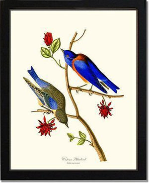 Bluebird, Western - Charting Nature
