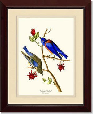 Bluebird, Western - Charting Nature