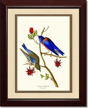 Bluebird, Western - Charting Nature