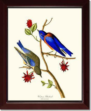 Bluebird, Western - Charting Nature