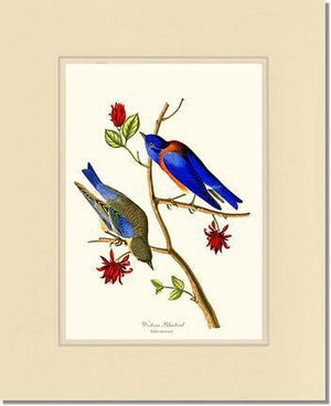 Bluebird, Western - Charting Nature