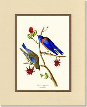 Bluebird, Western - Charting Nature