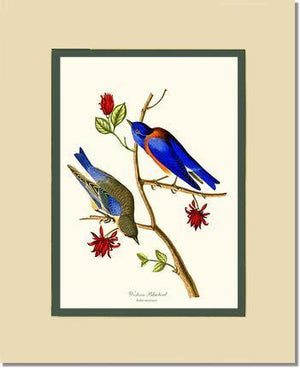 Bluebird, Western - Charting Nature