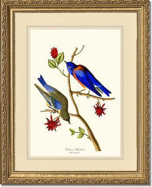 Bluebird, Western - Charting Nature