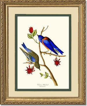 Bluebird, Western - Charting Nature