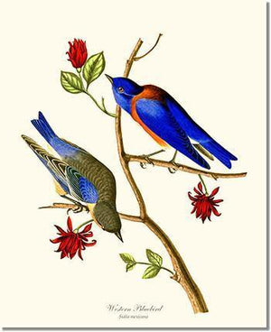 Bird Print: Bluebird, Western