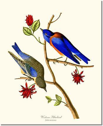 Bluebird, Western | Wildbird Wall Art Print