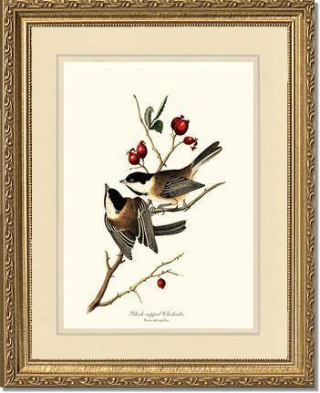 Chickadee, Black-capped Vintage Audubon Bird Wall Art Print