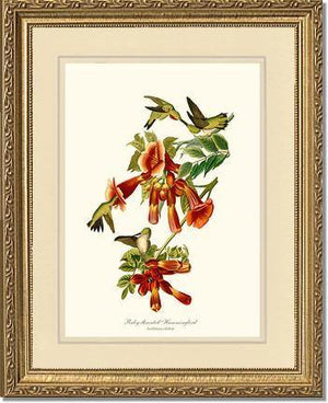 Hummingbird, Ruby-throated - Charting Nature
