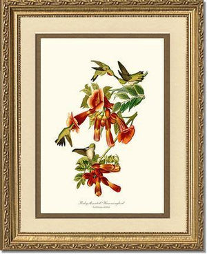 Hummingbird, Ruby-throated - Charting Nature