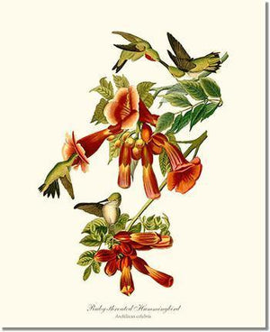 Bird Print: Hummingbird, Ruby-throated