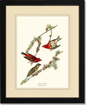 Purple Finch