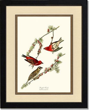 Purple Finch