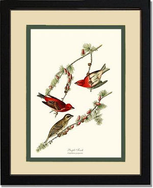 Purple Finch