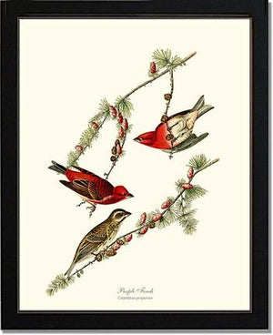 Purple Finch
