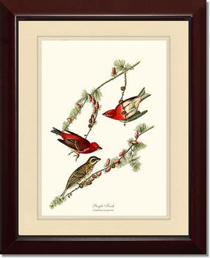 Purple Finch