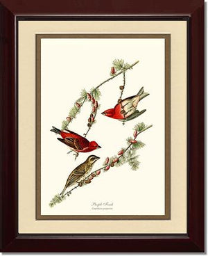 Purple Finch