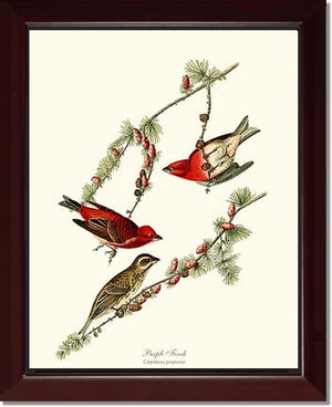 Purple Finch