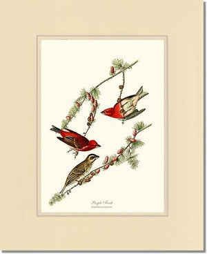 Purple Finch