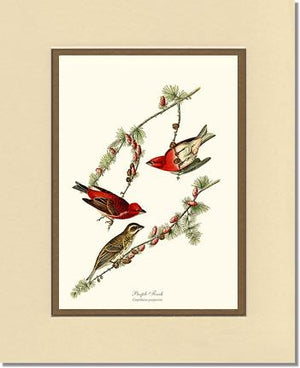 Purple Finch
