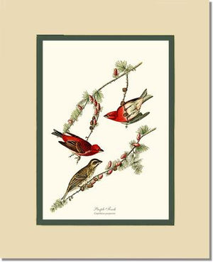 Purple Finch