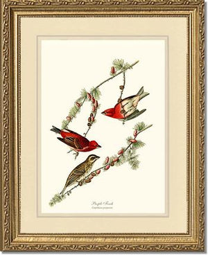 Purple Finch