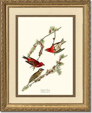 Purple Finch