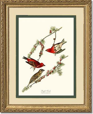 Purple Finch