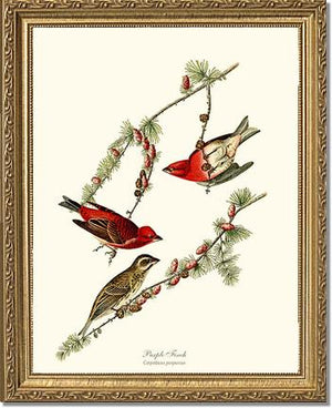 Purple Finch