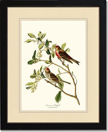 Redpoll, Common - Charting Nature