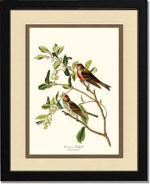 Redpoll, Common - Charting Nature