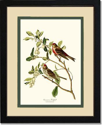 Redpoll, Common - Charting Nature