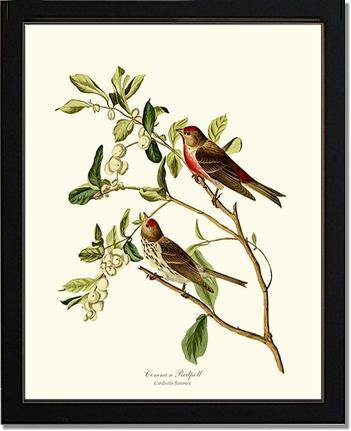Redpoll, Common - Charting Nature