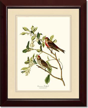 Redpoll, Common - Charting Nature