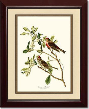 Redpoll, Common - Charting Nature