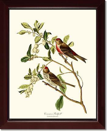 Redpoll, Common - Charting Nature