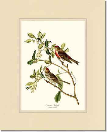 Redpoll, Common - Charting Nature